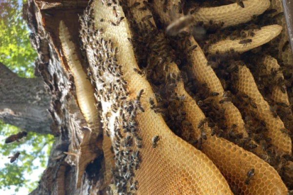 Wild beekeeping